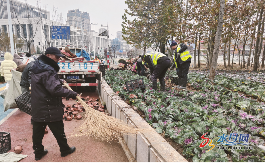 The Garden Center of Urban Management Bureau braved the snow to plant grass flowers to beautify the face of Gangcheng.